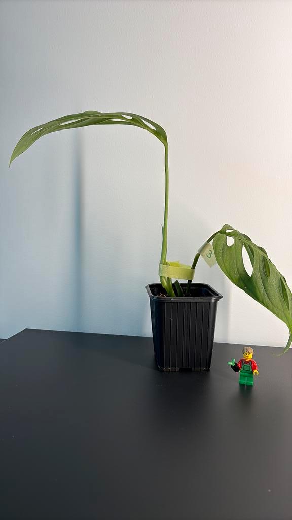 Monstera esqueleto (3), Huis en Inrichting, Kamerplanten, Overige soorten, Minder dan 100 cm, Groene kamerplant, Halfschaduw, In pot