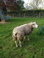 Stevige gekruiste Franse texel, Dieren en Toebehoren, Overige Dieren, Maart, Vrouwelijk