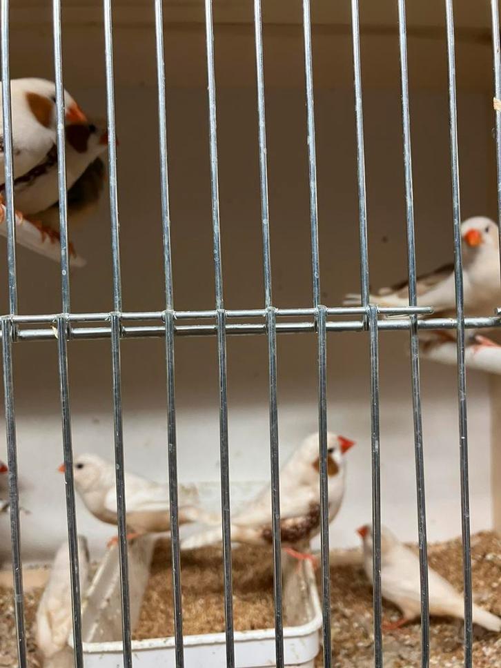 4 KWEEKRIJPE ISABEL ZEBRAVINKJES ISABEL NU 25 EURO, Dieren en Toebehoren, Vogels | Overige Vogels, Tropenvogel, Meerdere dieren