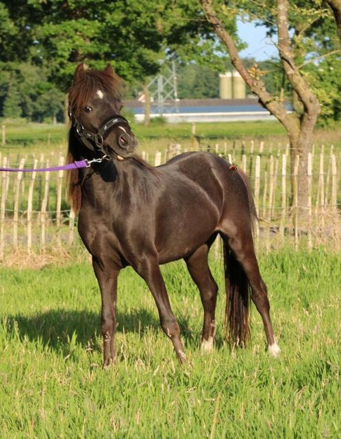 Te koop super gave mini paardje ruin, Dieren en Toebehoren, Pony's