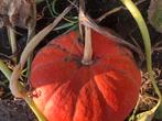 Pompoenen bio pompoenen, Ophalen