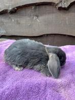 Nederlands hangoor konijn, Dieren en Toebehoren, Hangoor