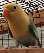 Agapornis fischerie, Dieren en Toebehoren, Vogels | Parkieten en Papegaaien, Geslacht onbekend, Dwergpapegaai of Agapornis