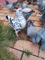 pigeon King à l'adoption, Dieren en Toebehoren