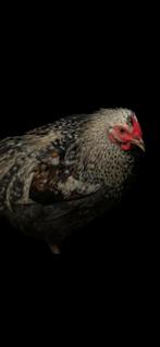 4 mooie jonge hanen.cream legbar en serama, Dieren en Toebehoren, Pluimvee, Mannelijk, Kip