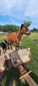 Tamme gecastreerde geiten bok, Dieren en Toebehoren, Schapen, Geiten en Varkens, Mannelijk, Geit, 3 tot 5 jaar