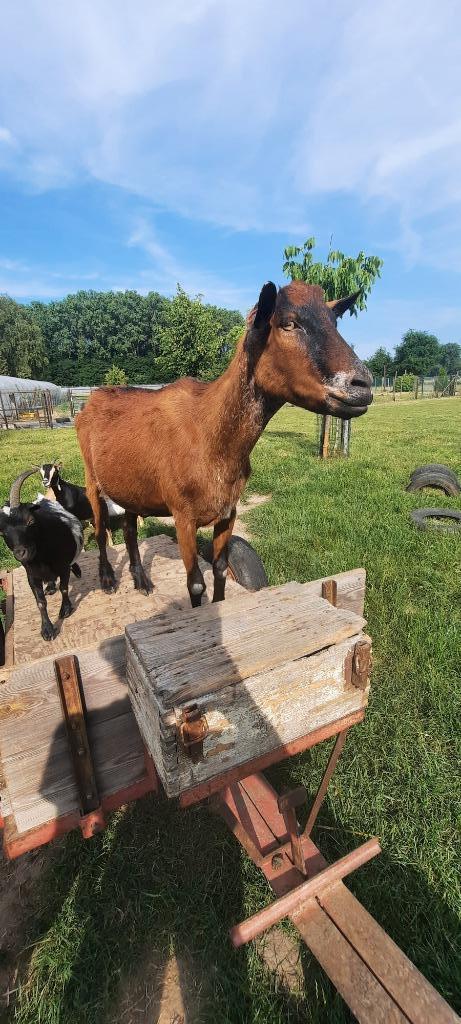 Tamme gecastreerde geiten bok, Dieren en Toebehoren, Schapen, Geiten en Varkens, Geit, Mannelijk, 3 tot 5 jaar