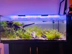 Aquarium avec poissons et des accessoires, Animaux & Accessoires, Poissons | Aquariums & Accessoires, Enlèvement, Comme neuf, Aquarium d'eau douce rempli