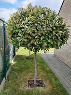 2  Photinia  Red  bomen  van 1'90 hoog, Tuin en Terras, Ophalen, Halfschaduw, Overige soorten, Lente