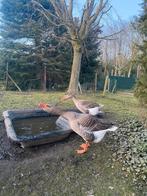 Boerenganzen, Dieren en Toebehoren, Pluimvee, Gans of Zwaan