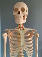 Anatomisch skelet, Diversen, Schoolbenodigdheden, Ophalen, Zo goed als nieuw