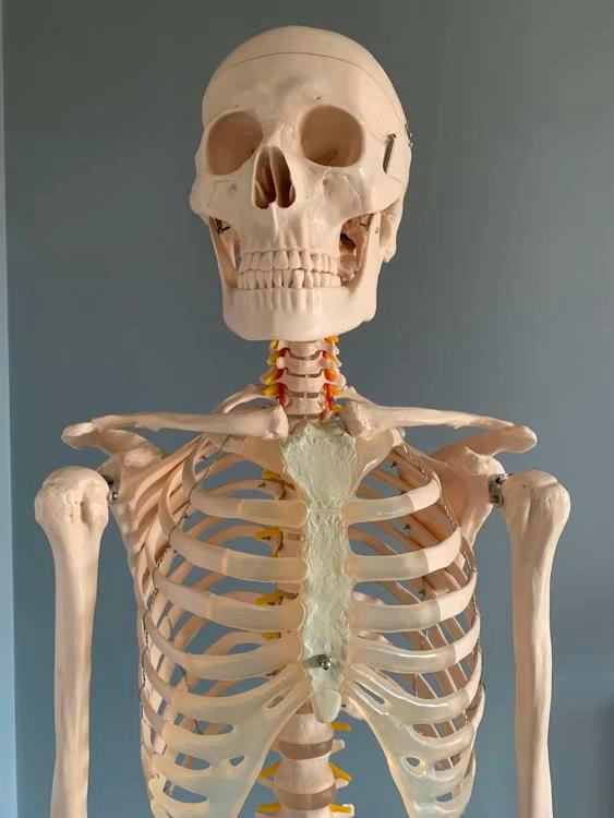 Anatomisch skelet, Diversen, Schoolbenodigdheden, Zo goed als nieuw, Ophalen