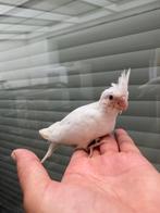Valkparkiet jonge albınos Tam, Dieren en Toebehoren, Vogels | Parkieten en Papegaaien, Tam
