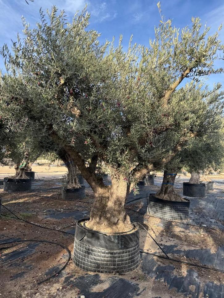 Olijfboom ramificado XXL, Jardin & Terrasse, Plantes | Arbres, Olivier, 250 à 400 cm, Plein soleil, Été, Enlèvement ou Envoi