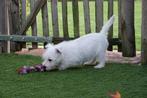 West Highland white terriër pups (westie, westy pups), België, Overige rassen, CDV (hondenziekte), 8 tot 15 weken