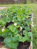 aardbeiplanten, Tuin en Terras, Zomer, Ophalen