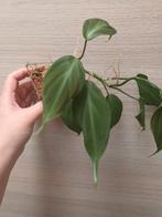 Philodendron camposportuanum, Huis en Inrichting, Kamerplanten, Ophalen of Verzenden