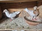 Hoogvlieger  Bakina kopel 20€, Dieren en Toebehoren