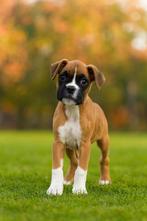 Super leuke boxer pups op zoek naar een gouden mandje., Dieren en Toebehoren, België, Overige rassen, CDV (hondenziekte), 8 tot 15 weken