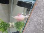 Jonge axolotl + compleet aquarium te koop, Dieren en Toebehoren
