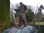 Honden africhting, dressage canin, Training of Cursus