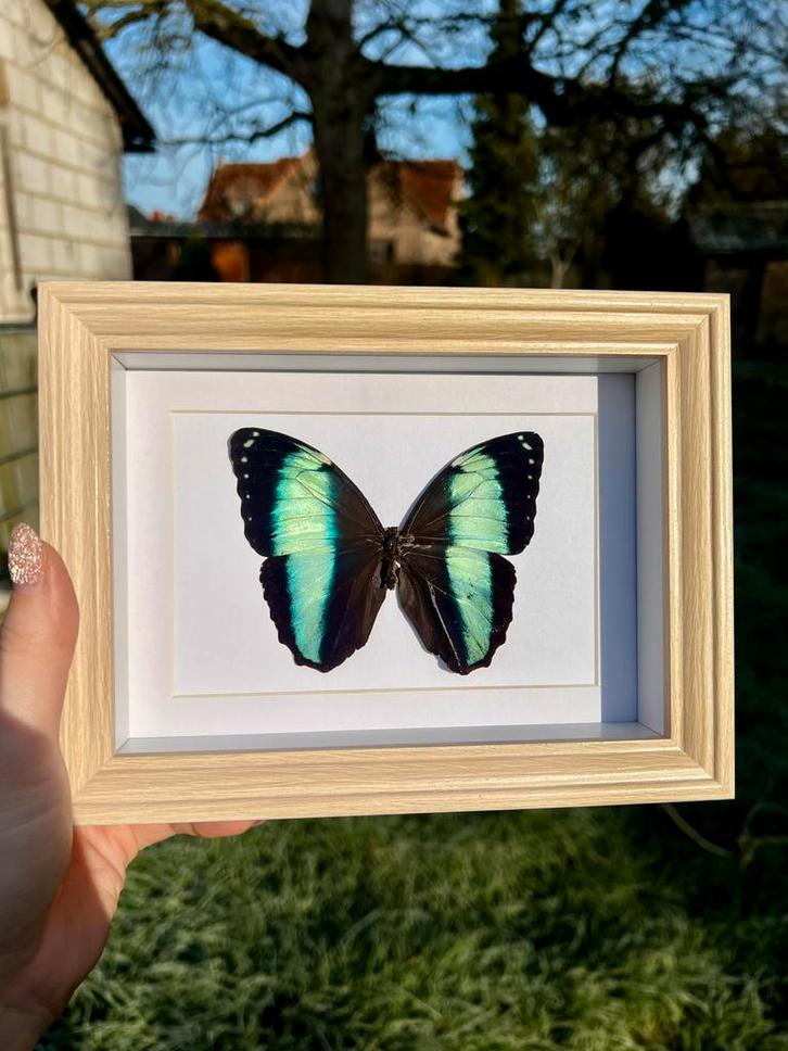 Morpho achilles vlinder in houten kader, Verzamelen, Dierenverzamelingen, Nieuw, Opgezet dier, Insect, Ophalen of Verzenden