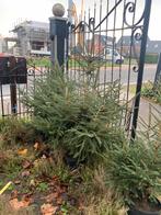 Kerstbomen, Tuin en Terras, Planten | Bomen, Ophalen