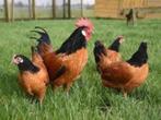 Ik zoek Vorwerk kippen, Dieren en Toebehoren, Pluimvee, Meerdere dieren, Kip