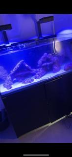 Reefer red sea xl425, Ophalen, Gebruikt