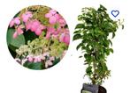 2 stuks klimhortensia hydrangea  crug coral, Tuin en Terras, Ophalen