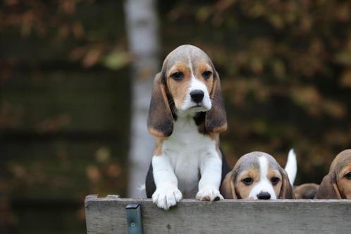 Chiots Beagle - Éleveur belge de Beagles, Animaux & Accessoires, Chiens | Beagles, Bassets & Chiens courants, Plusieurs animaux