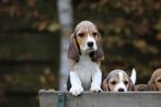 Beagle pups - Belgisch Beagle fokker, Meerdere, 8 tot 15 weken, Meerdere dieren, België