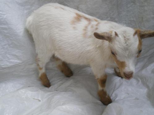 Prachtige mooie mini-dwerggeitjes te koop., Dieren en Toebehoren, Schapen, Geiten en Varkens, Geit, Vrouwelijk, 0 tot 2 jaar