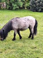 Sheland pony ,hengstje geb:1/06/2022, Animaux & Accessoires, Poneys
