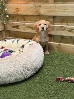 Mooie golden cocker retriever pup, Animaux & Accessoires, Chiens | Retrievers, Épagneuls & Chiens d'eau, Belgique, Chienne, Autres races