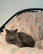 Britse Korthaar kater, Dieren en Toebehoren, Katten en Kittens | Raskatten | Korthaar, Kater, Gechipt