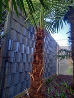Winterharde palmboom, Plein soleil, Enlèvement, Été, Palmier