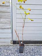 Druiven blauw-boskoop, Plein soleil, Printemps, Enlèvement ou Envoi, Plantes fruitières