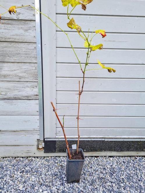 Druiven blauw-boskoop, Tuin en Terras, Planten | Tuinplanten, Vaste plant, Fruitplanten, Volle zon, Lente, Ophalen of Verzenden