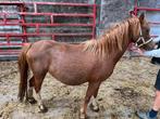 Drachtige Welsh merrie, Merrie, Met stamboom, 3 tot 6 jaar, B pony (1.17m tot 1.27m)