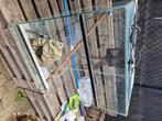 Terrarium, Dieren en Toebehoren, Ophalen, Gebruikt, Terrarium of Paludarium