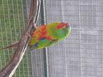 Swiftparkieten, Animaux & Accessoires, Oiseaux | Perruches & Perroquets, Femelle, Perruche, Bagué