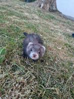 4 babyfretten, 2 reutjes en 2 teefjes, Dieren en Toebehoren, Knaagdieren, Fret, Mei, Meerdere dieren, Tam