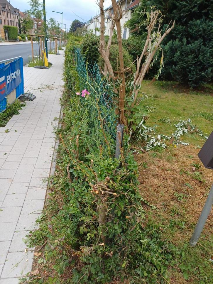 Bonjour, Jardin & Terrasse, Plantes | Arbres, Enlèvement