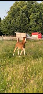 Emerald hengstveulen uit bewezen moederlijn, Dieren en Toebehoren, Paarden, Springpaard, Niet van toepassing, 0 tot 2 jaar, Hengst
