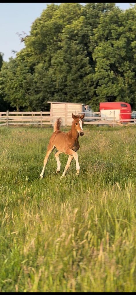 Emerald hengstveulen uit bewezen moederlijn, Dieren en Toebehoren, Paarden, Hengst, Niet van toepassing, 0 tot 2 jaar, Springpaard