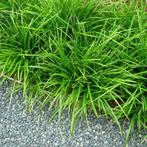 Carex 'Irish Green', Ophalen, Halfschaduw