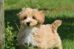 Kruising pups poedel kruising, Dieren en Toebehoren, België, 8 tot 15 weken, Meerdere, Meerdere dieren