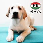 Labrador Blond (reuen) pups te koop, Dieren en Toebehoren, Honden | Retrievers, Spaniëls en Waterhonden, 15 weken tot 1 jaar, Buitenland