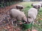 Rouge de l'Ouest ooi lammers, Dieren en Toebehoren, Schapen, Geiten en Varkens